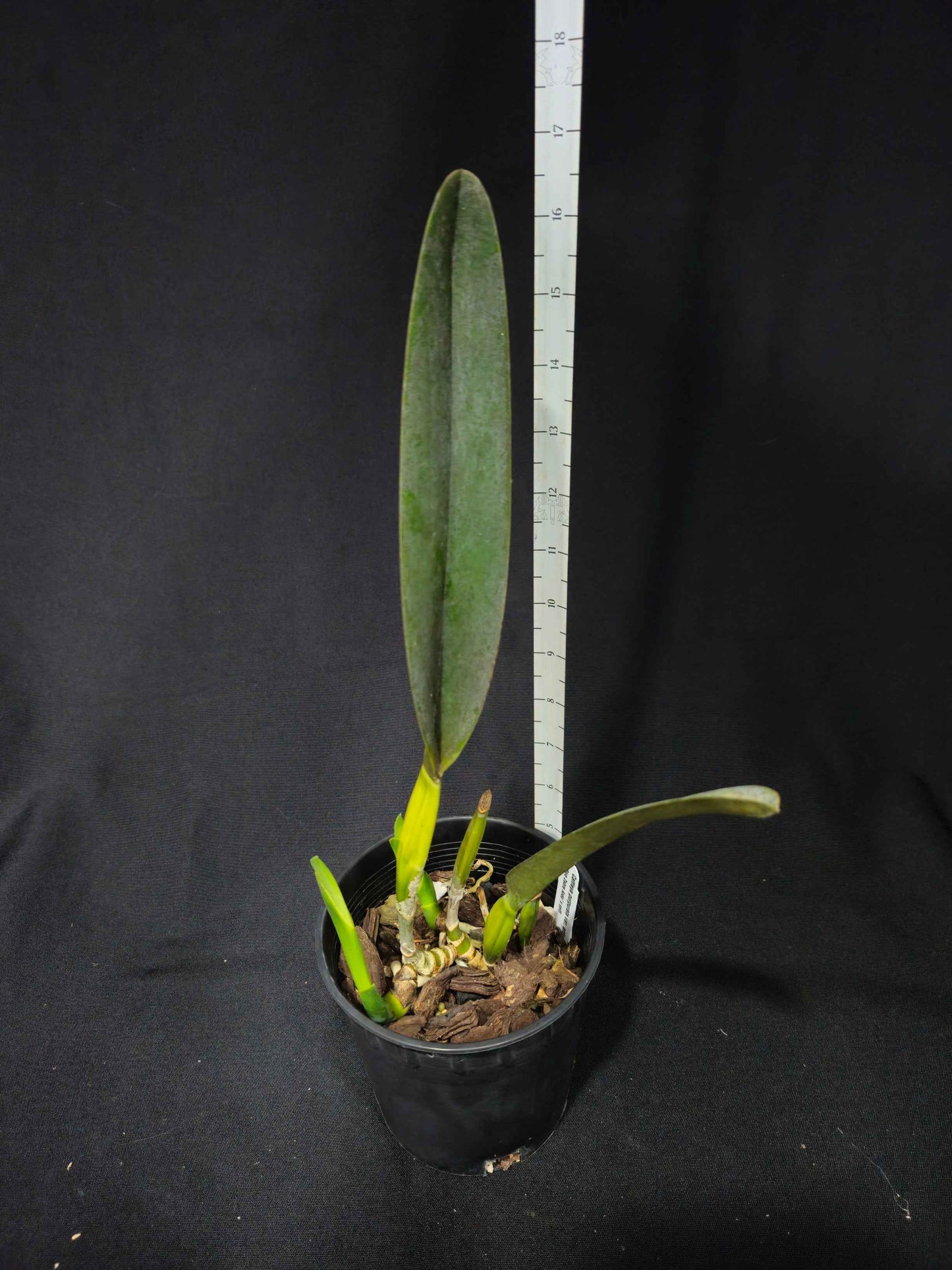 Cattleya (Laelia) purpurata var. werkhauseri striata