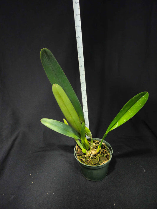 Cattleya (Laelia) purpurata var. striata