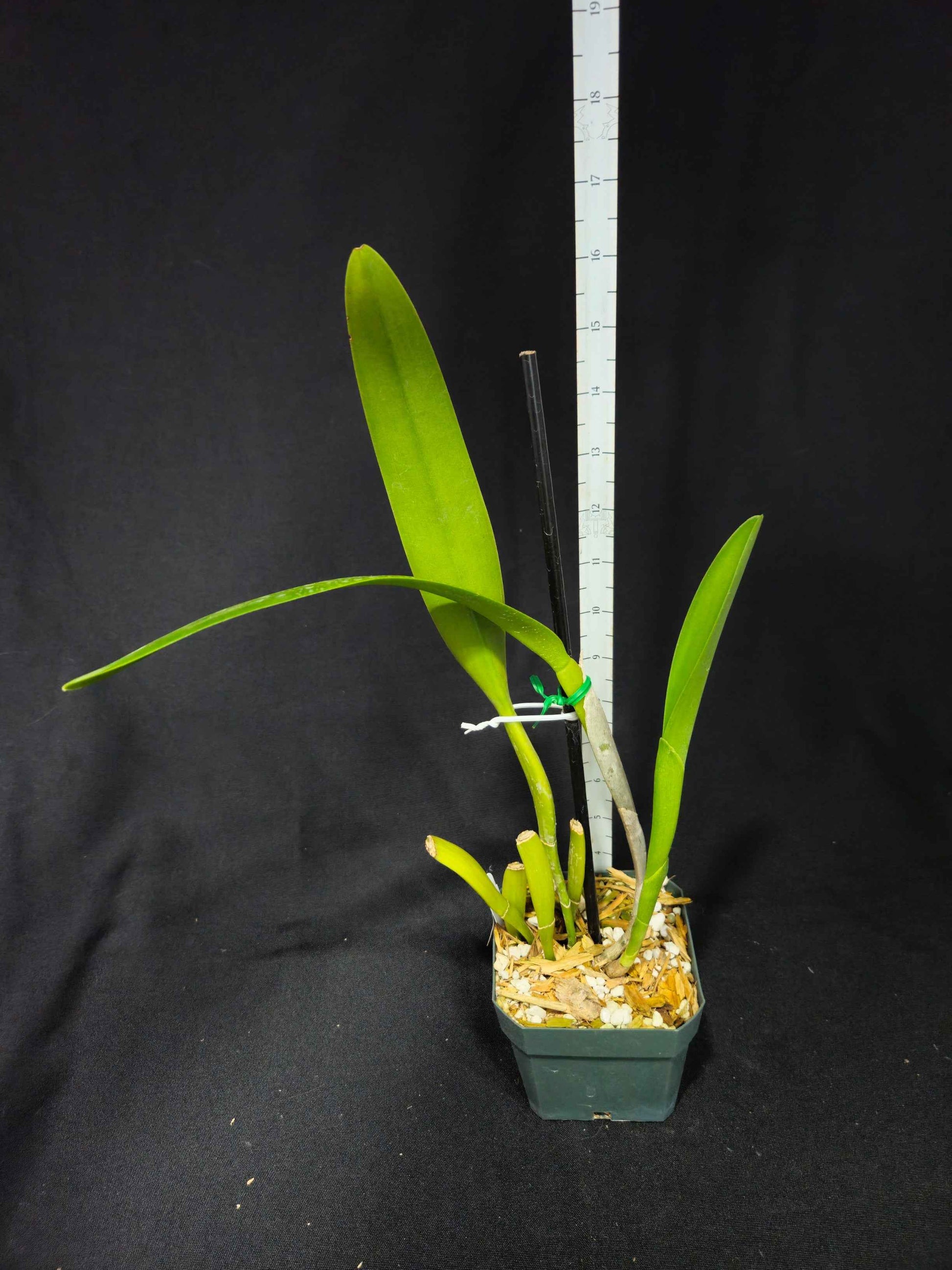 Rlc. (Blc.) Golf Green 'Hair Pig' JC/AOS