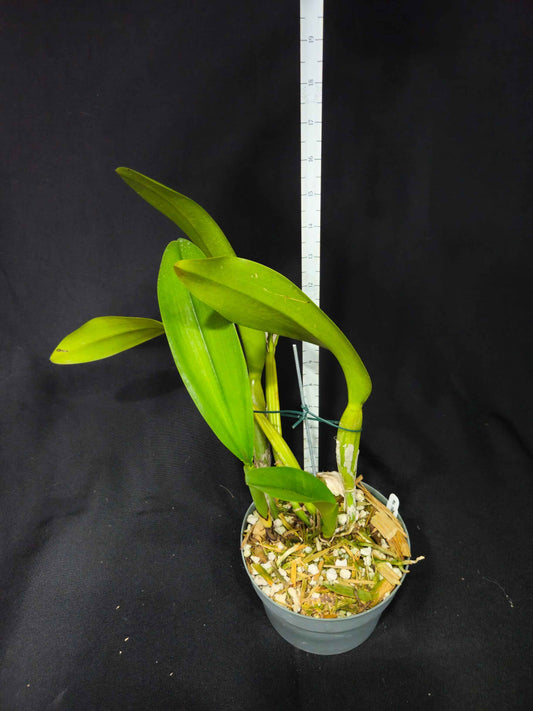 Rlc. (Blc.) Theresa Hill 'Krull-Smith' AM/AOS