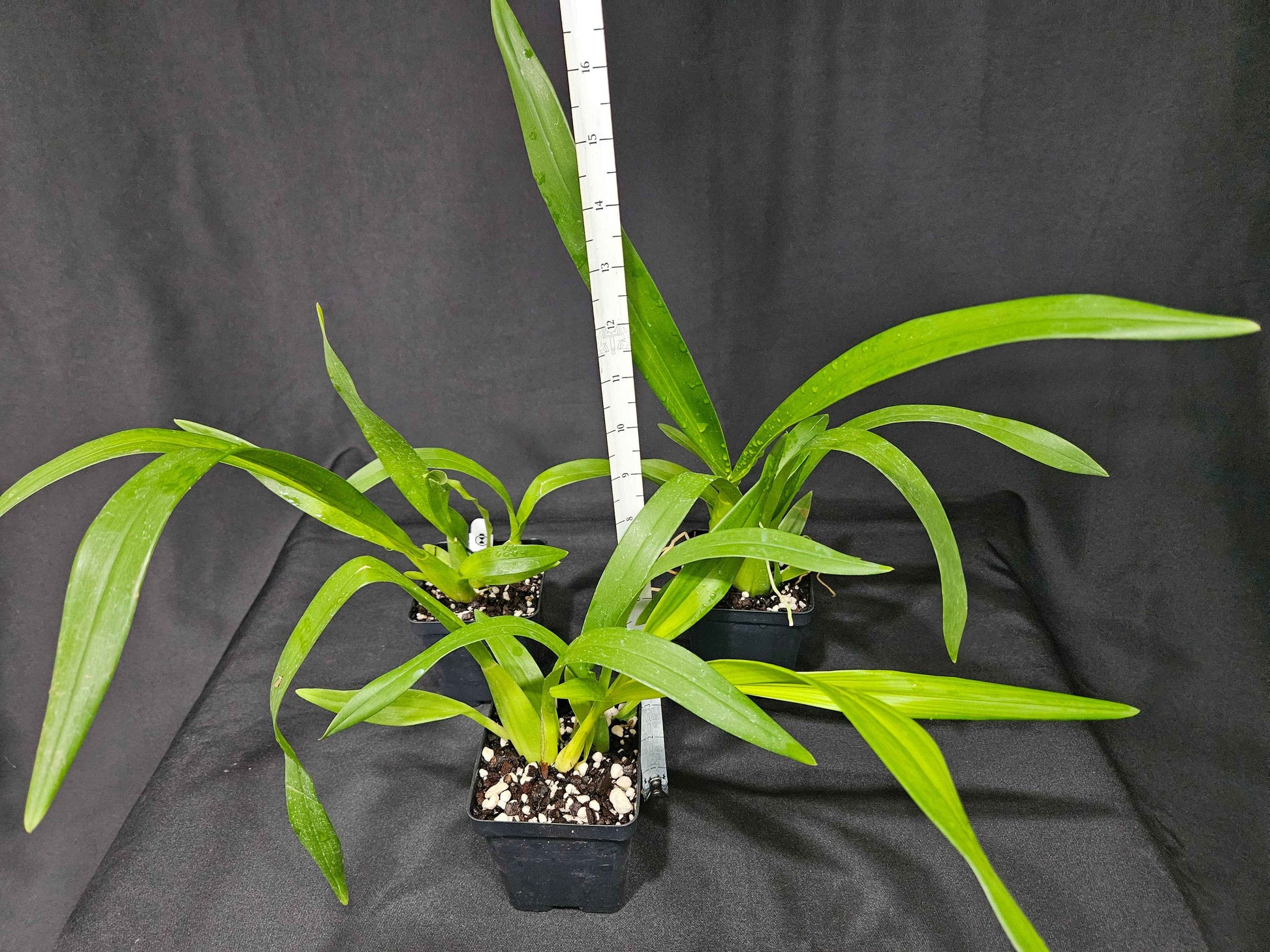 Oncidesa Gower Ramsey 'Orange Delight' AM/AOS