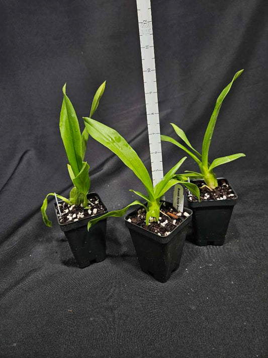 Brassia Aunty Diana Aki 'Malika'