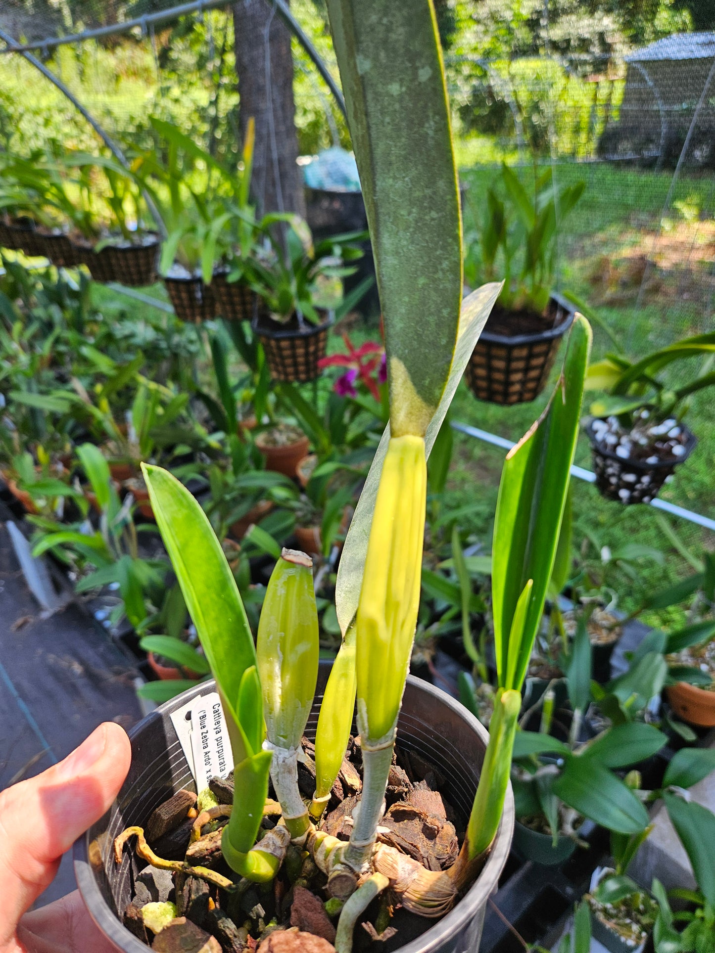 Cattleya purpurata var. werkhauseri striata