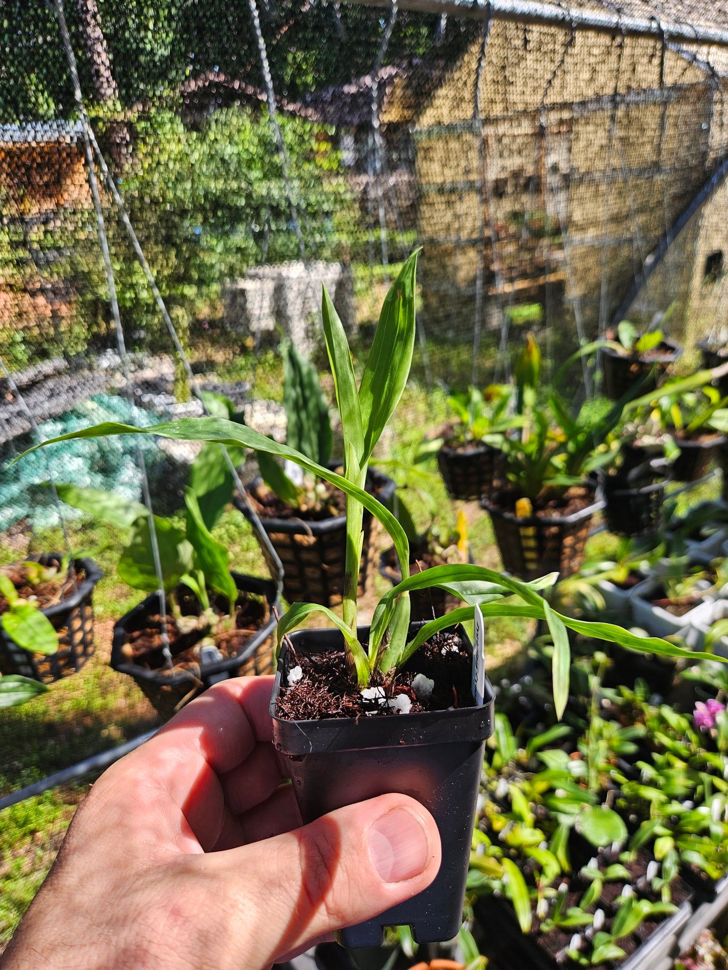 Zygonisia Cynosure 'Blue Birds' AM/AOS