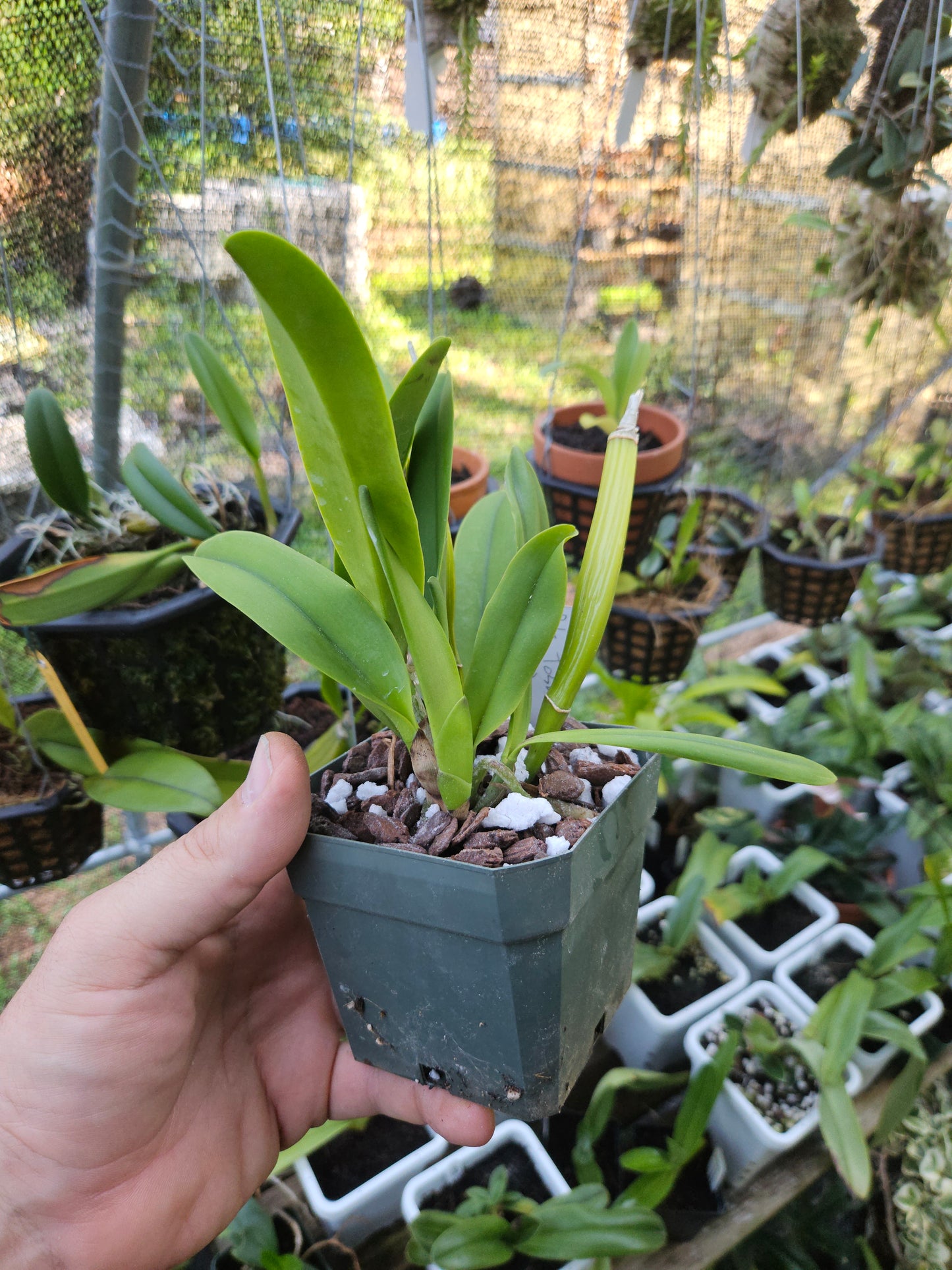 Rhyncholaeliocattleya Toshie's Magic 'Doris'