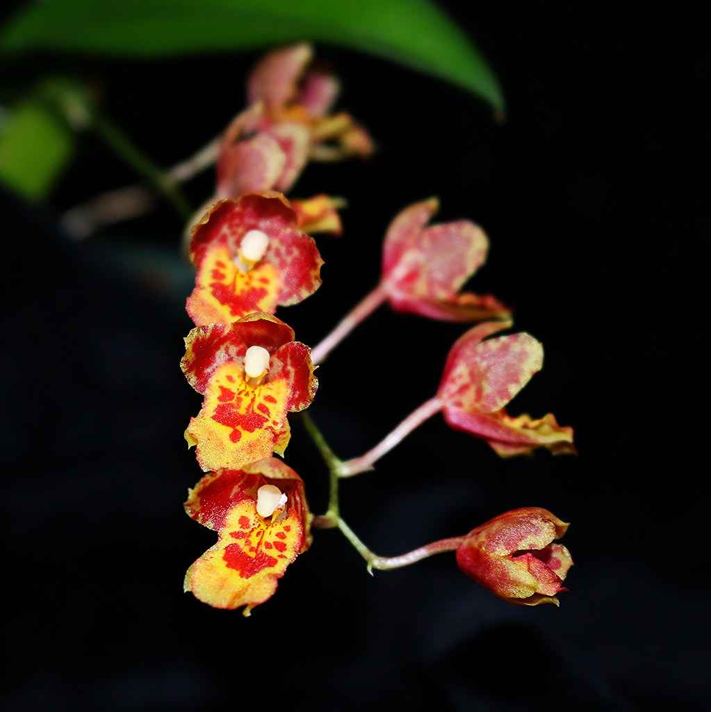 Leomesezia (Howeara) Lava Burst 'Pacific Sunrise'