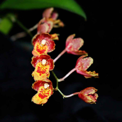 Leomesezia Lava Burst 'Pacific Sunrise'