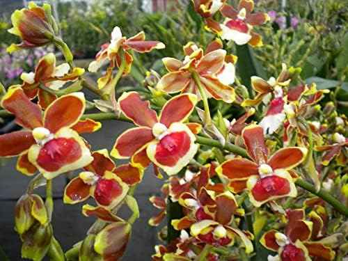 Oncidium Jimbo 'Swarm'