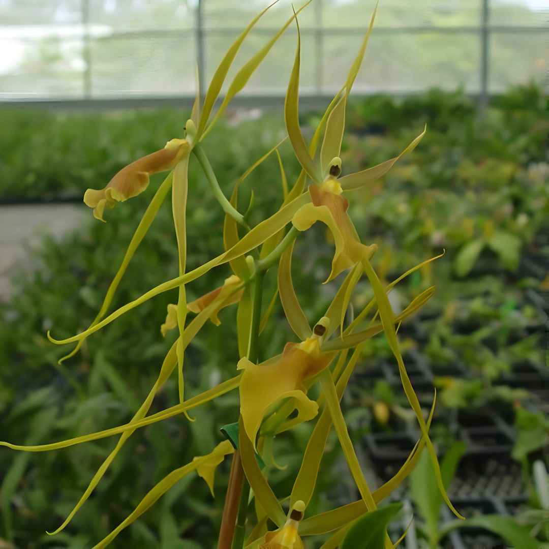 Brascidostele Tower of Rex 'Mr. Green Jeans'