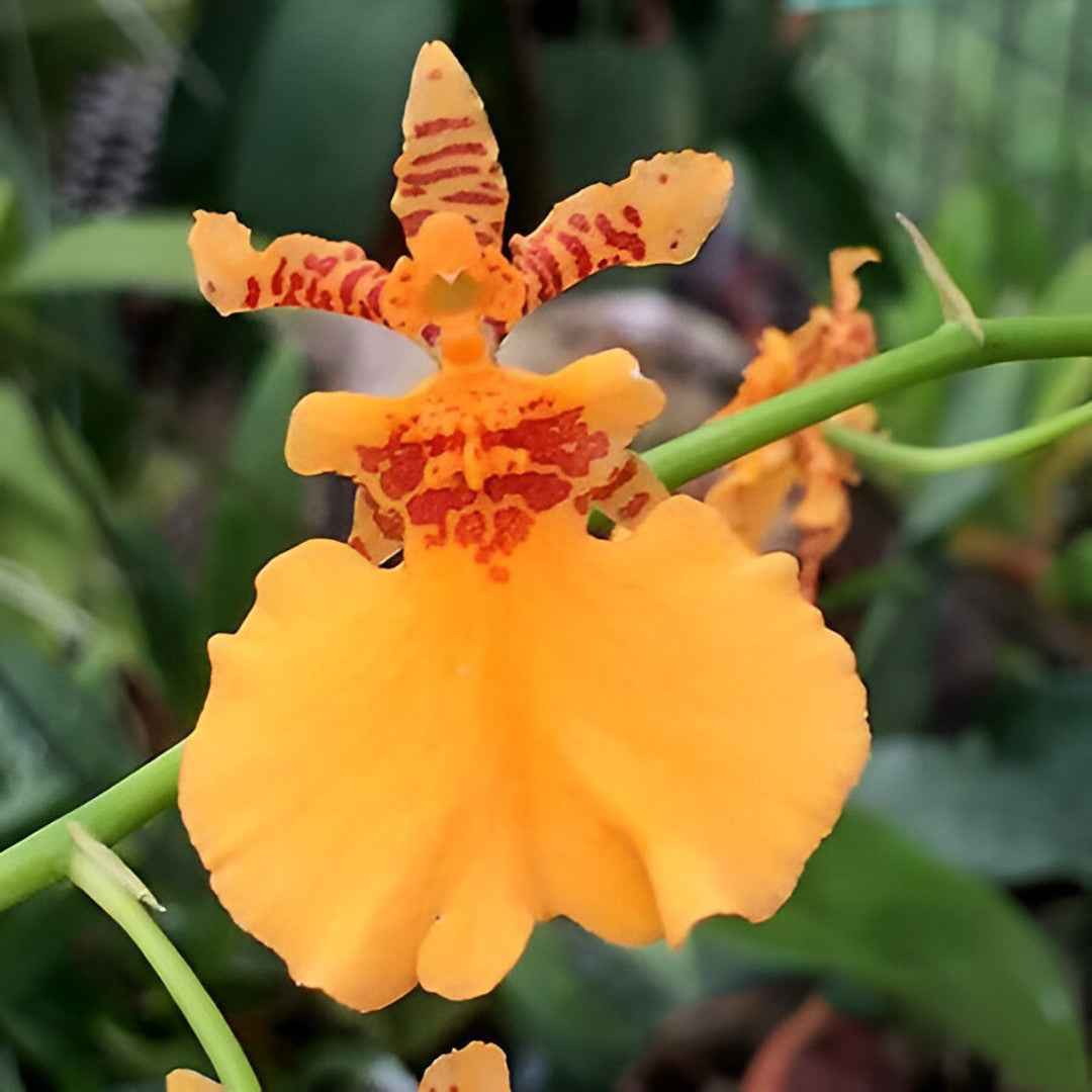 Oncidesa Gower Ramsey 'Orange Delight' AM/AOS