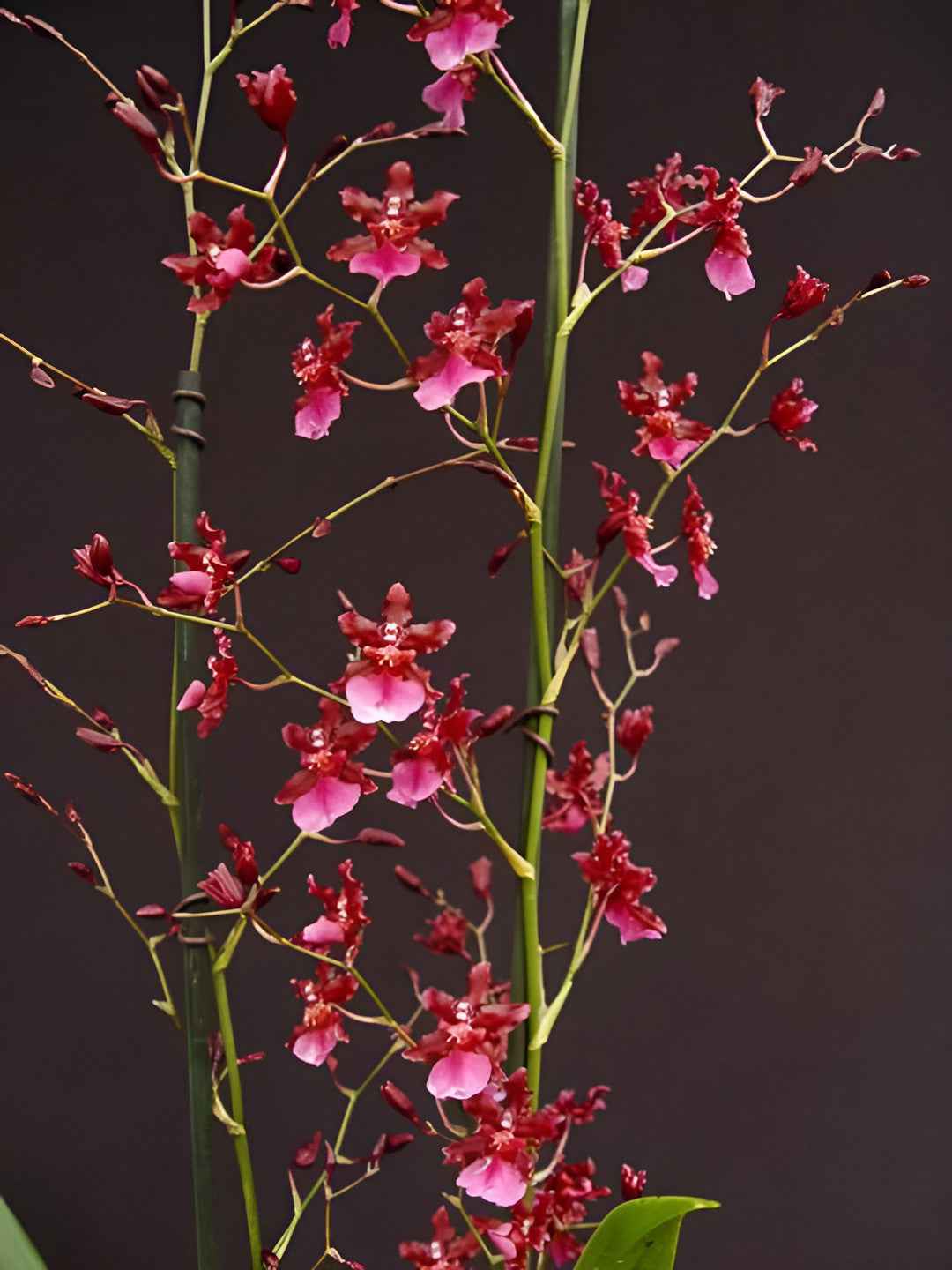 Oncidium Sharry Baby 'Red Fantasy'
