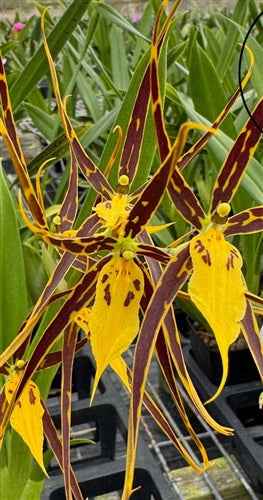 Brassia Daddy Long Legs 'Fred Schwartz'