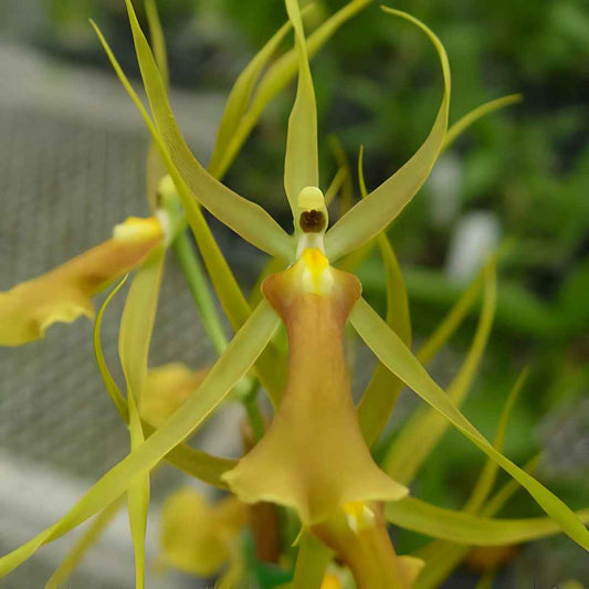 Brascidostele Tower of Rex 'Mr. Green Jeans'