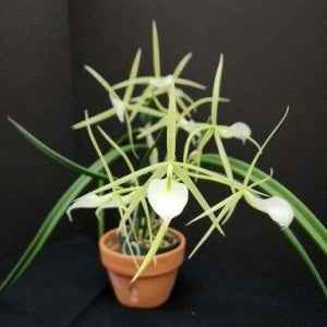 Brassavola fragrans × subulifolia
