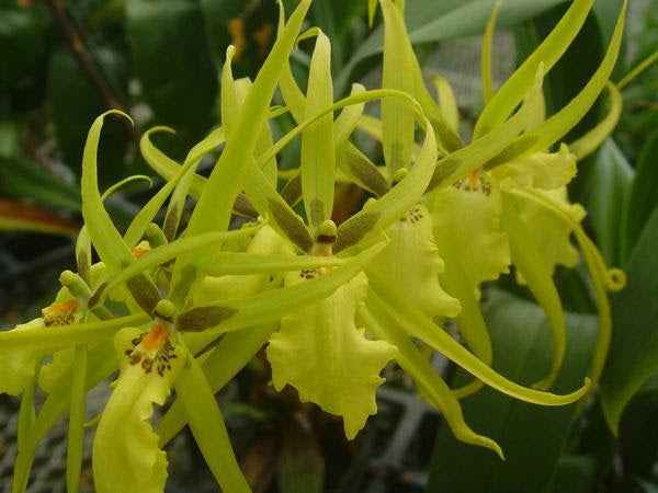 Brascidostele Tower of Rex 'Yellow Spider'