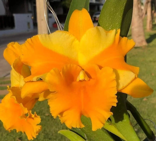 Rlc. Miss Thailand 'Porntip'