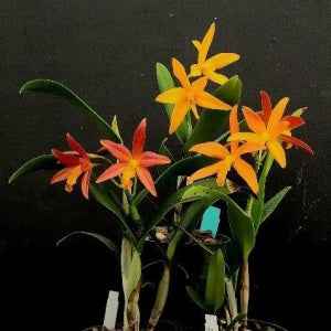 Cattleytonia Raingreen's Lightning Bug