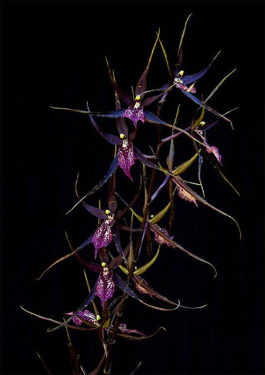 Wilhelmara (Degarmoara) Pinot Princess 'Scary'