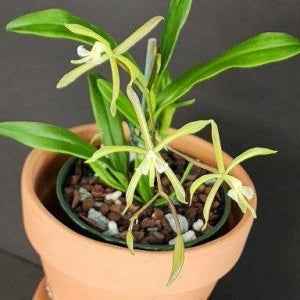 Epidendrum Sunbelt's Gossamer Star
