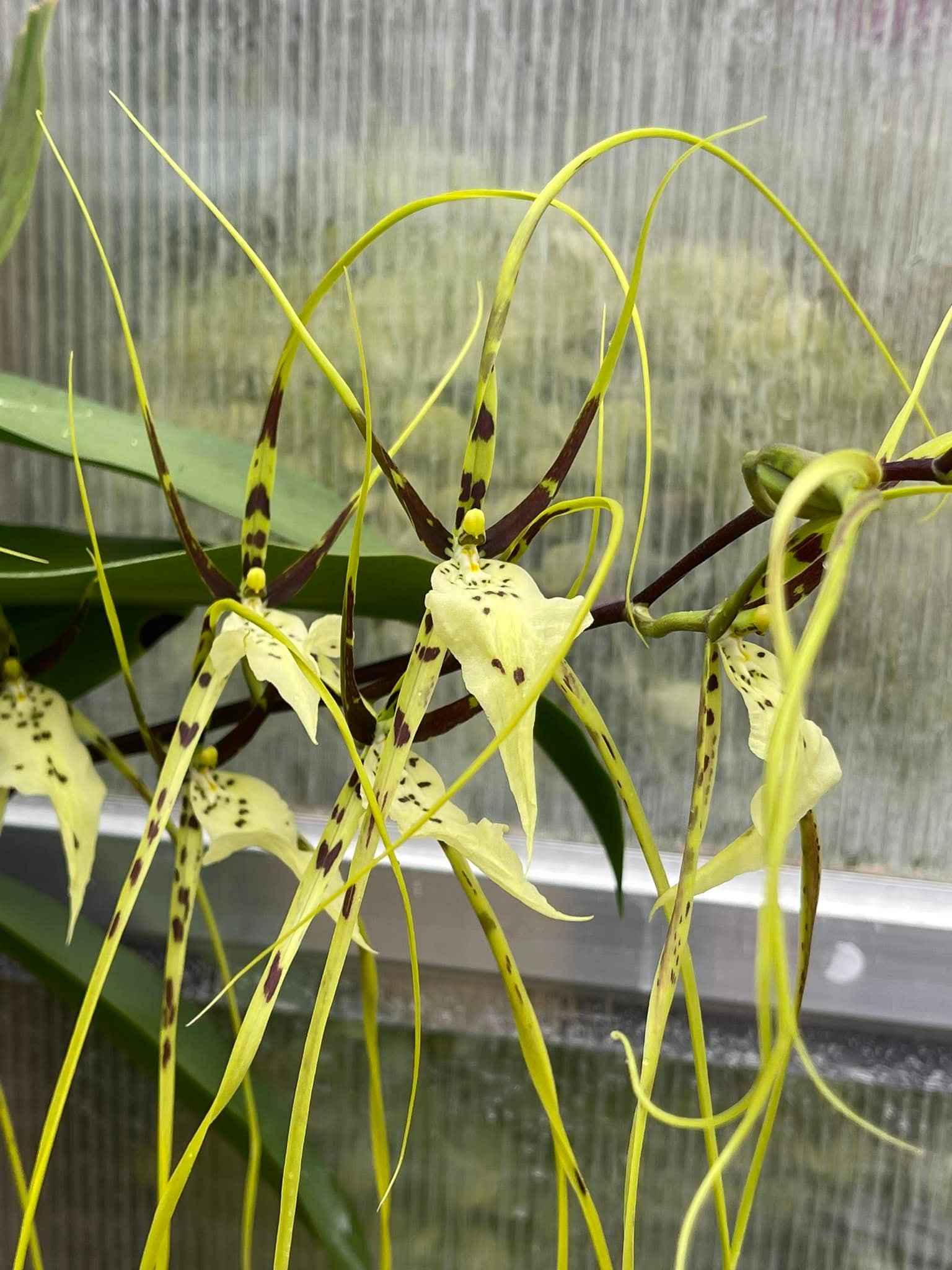 Brassia Edvah Loo 'Nishida' AM/AOS