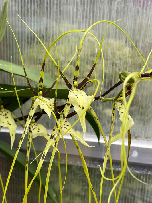 Brassia Edvah Loo 'Nishida' AM/AOS