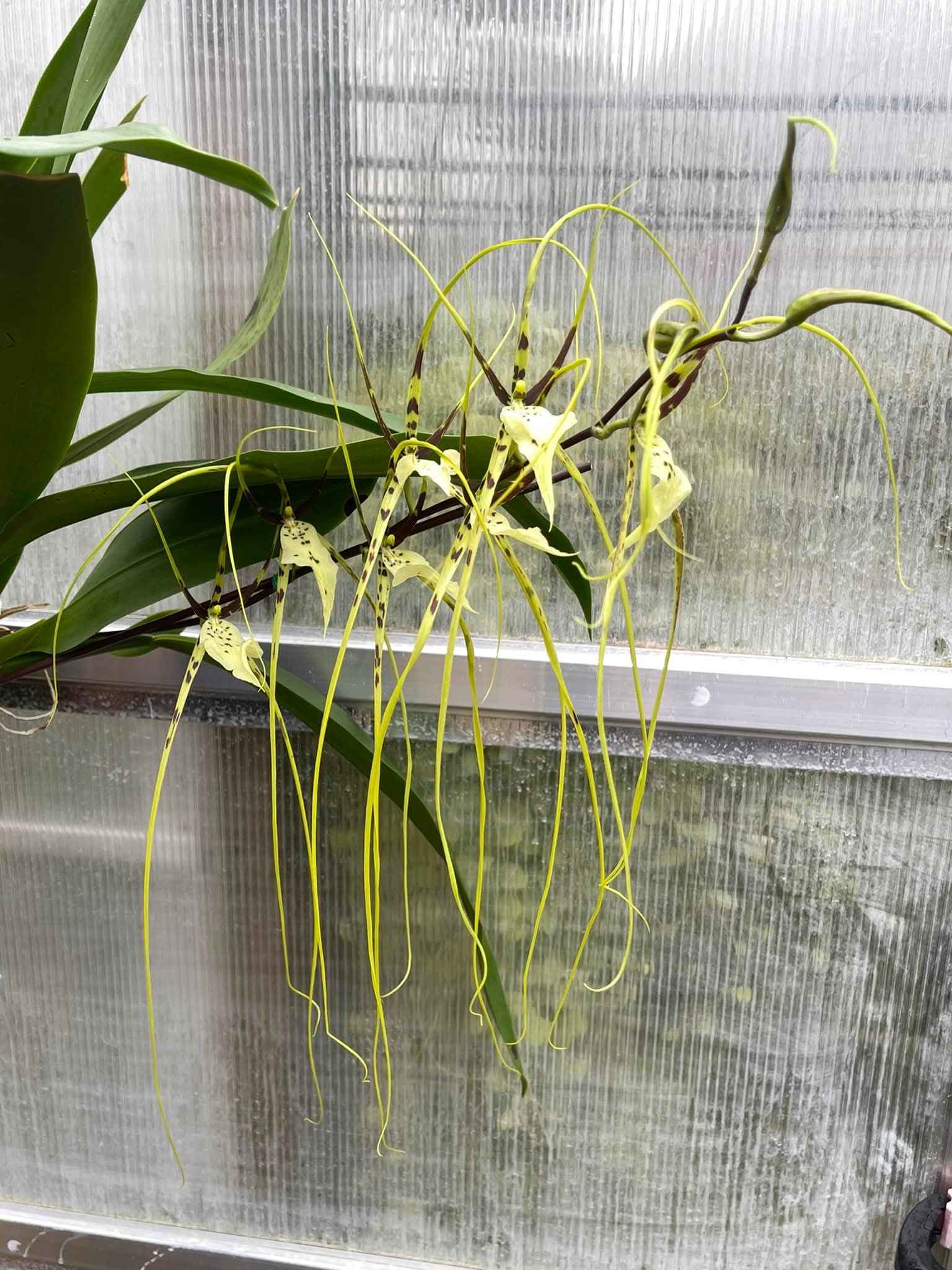 Brassia Edvah Loo 'Nishida' AM/AOS