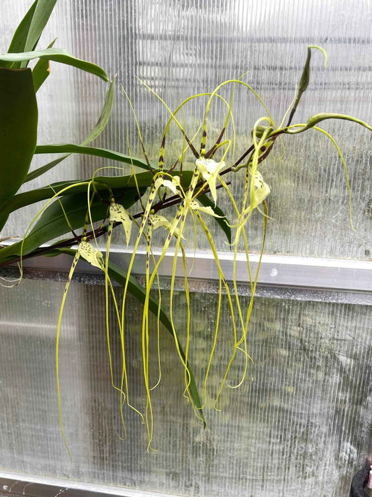 Brassia Edvah Loo 'Nishida' AM/AOS