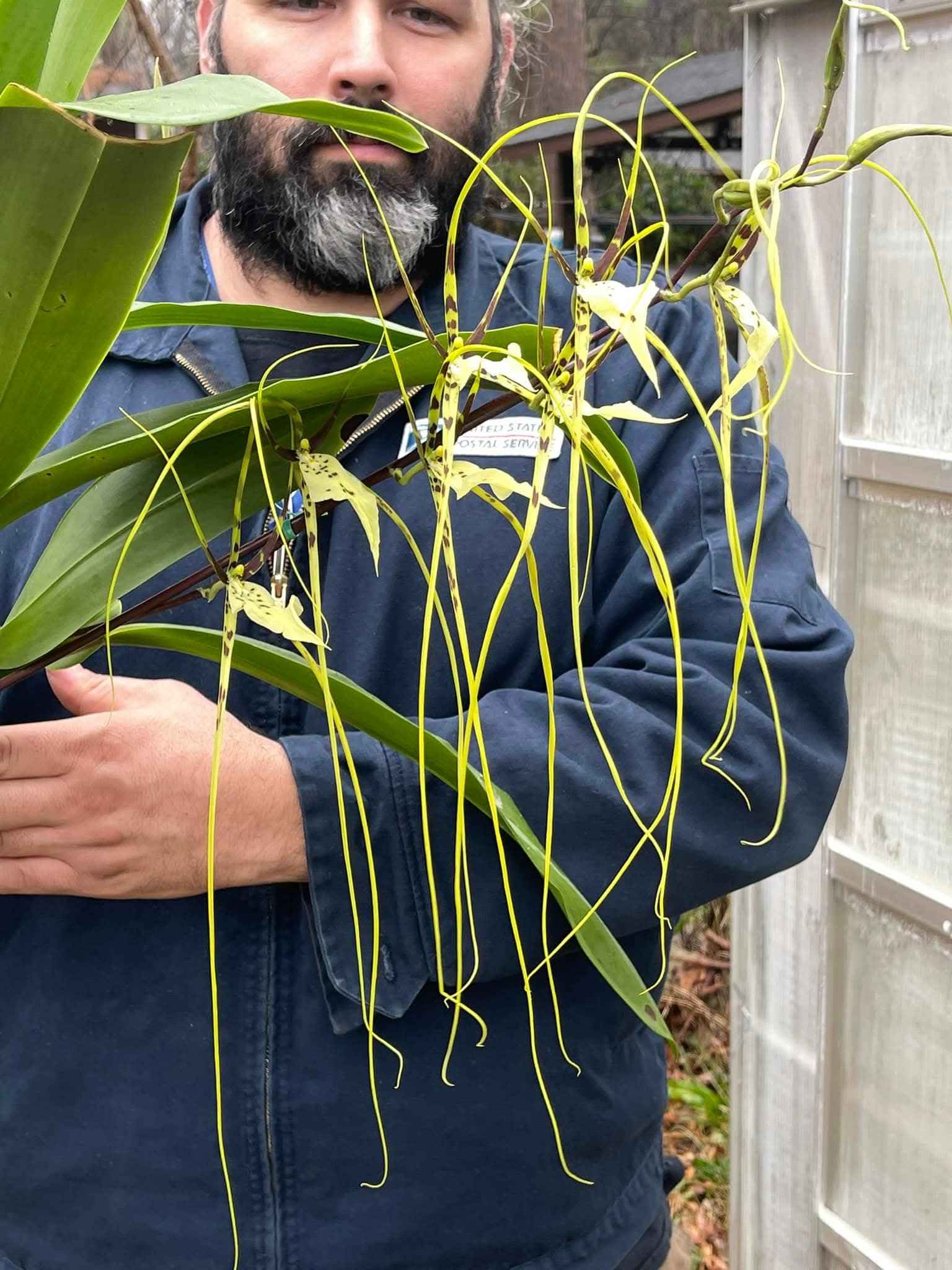 Brassia Edvah Loo 'Nishida' AM/AOS