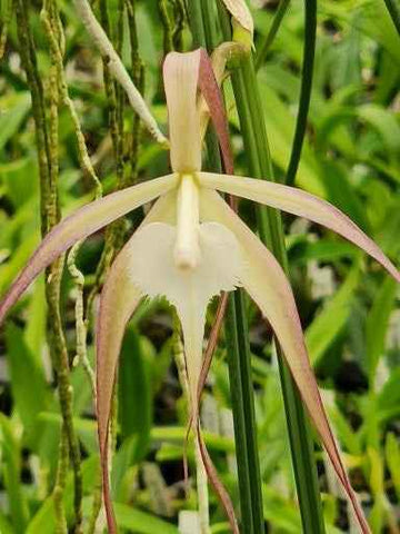 Brassavola appendiculata