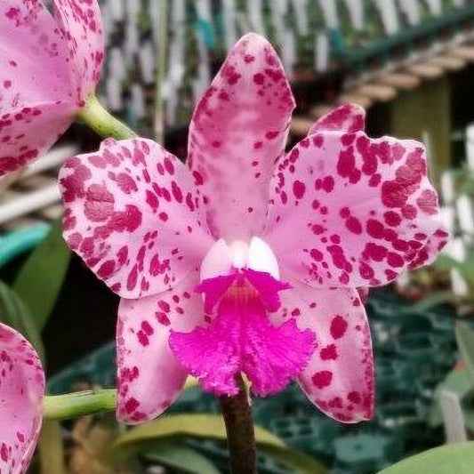 Cattleya amethystoglossa