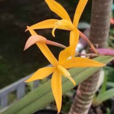Cattleya marcaliana