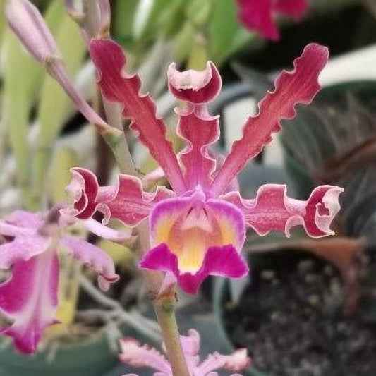 Myrmecophila tibicinis