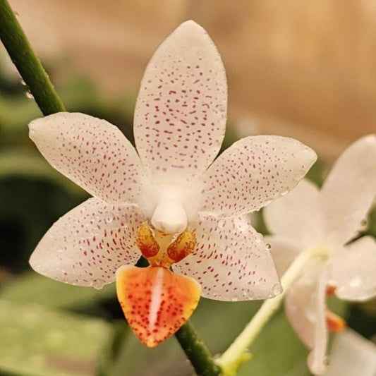 Phalaenopsis Mini Mark