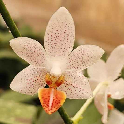Phalaenopsis Mini Mark