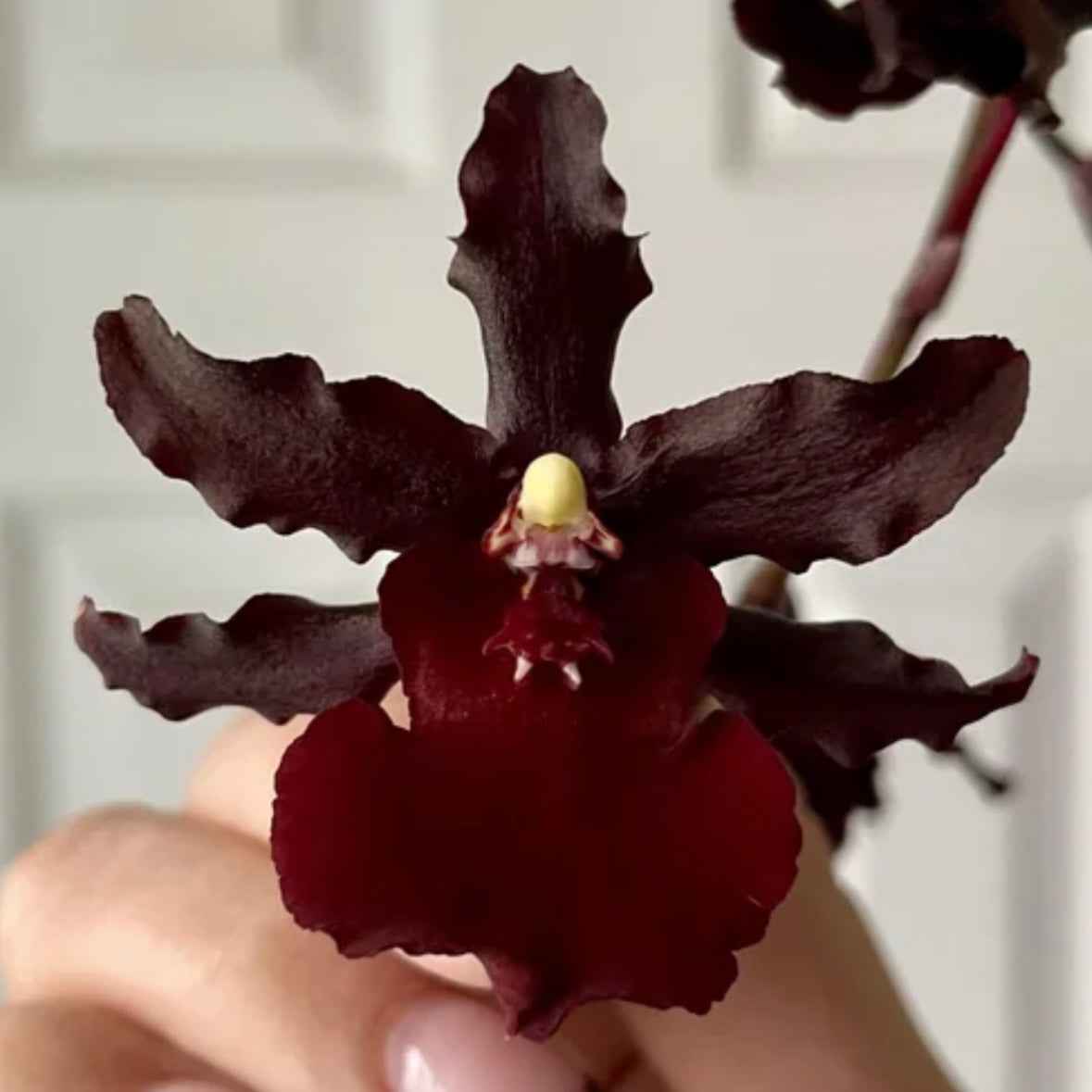 Oncostele Succubus 'Night Shift'