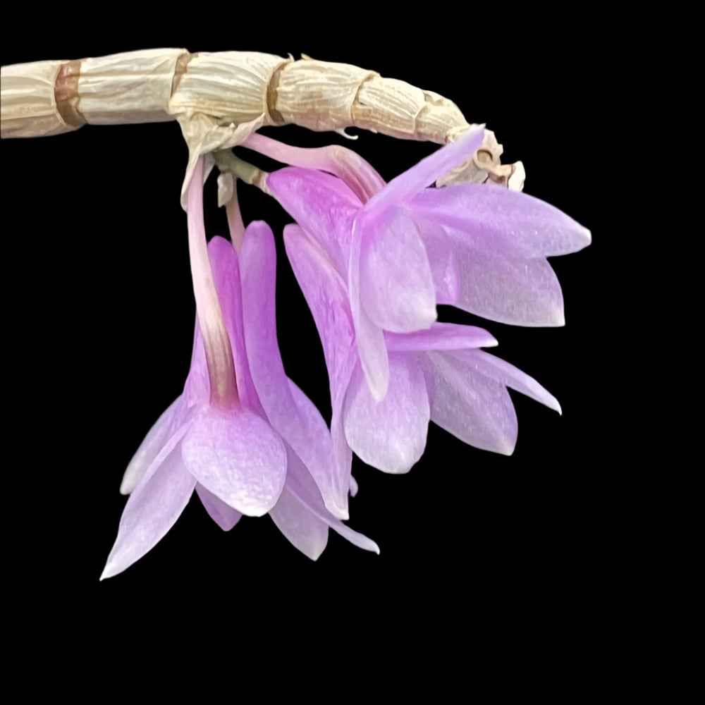 Dendrobium Magenta's Aphanovic