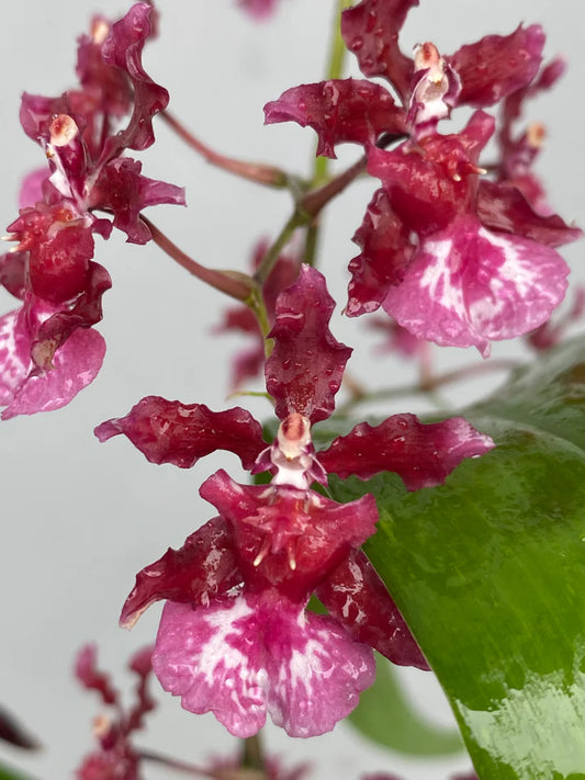 Oncidium Heaven Scent 'Sweet Baby'