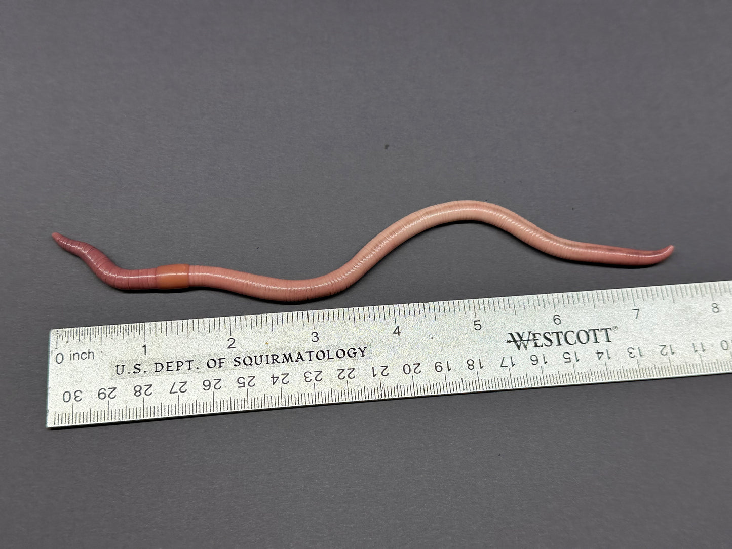 Tax Evasion III - Large Worm Figurine 4