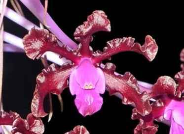 Laelia rosea