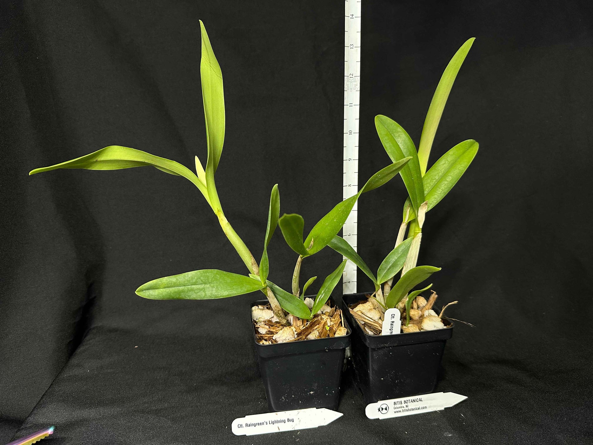 Cattleytonia Raingreen's Lightning Bug