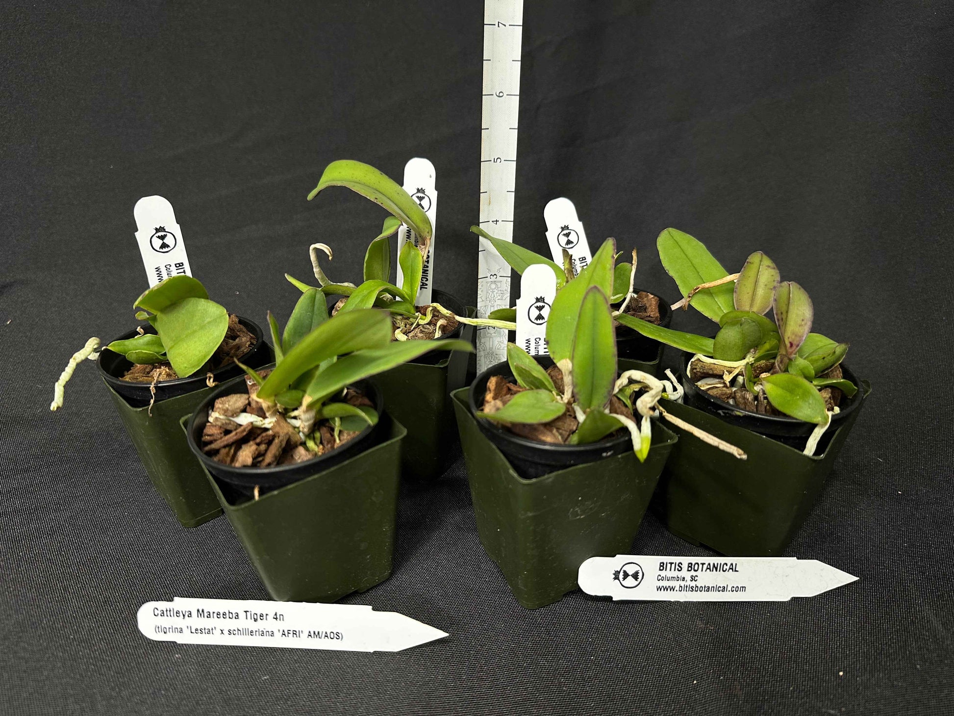 Cattleya Mareeba Tiger 4N