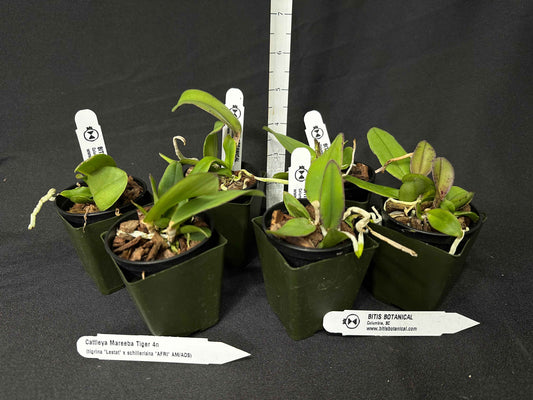 Cattleya Mareeba Tiger 4N