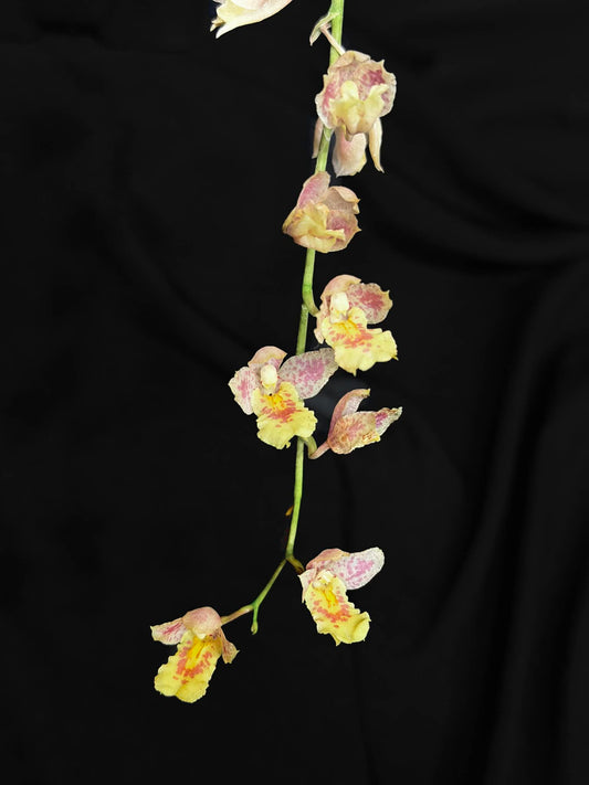 Leomesezia Lava Burst 'Pacific Sunrise'
