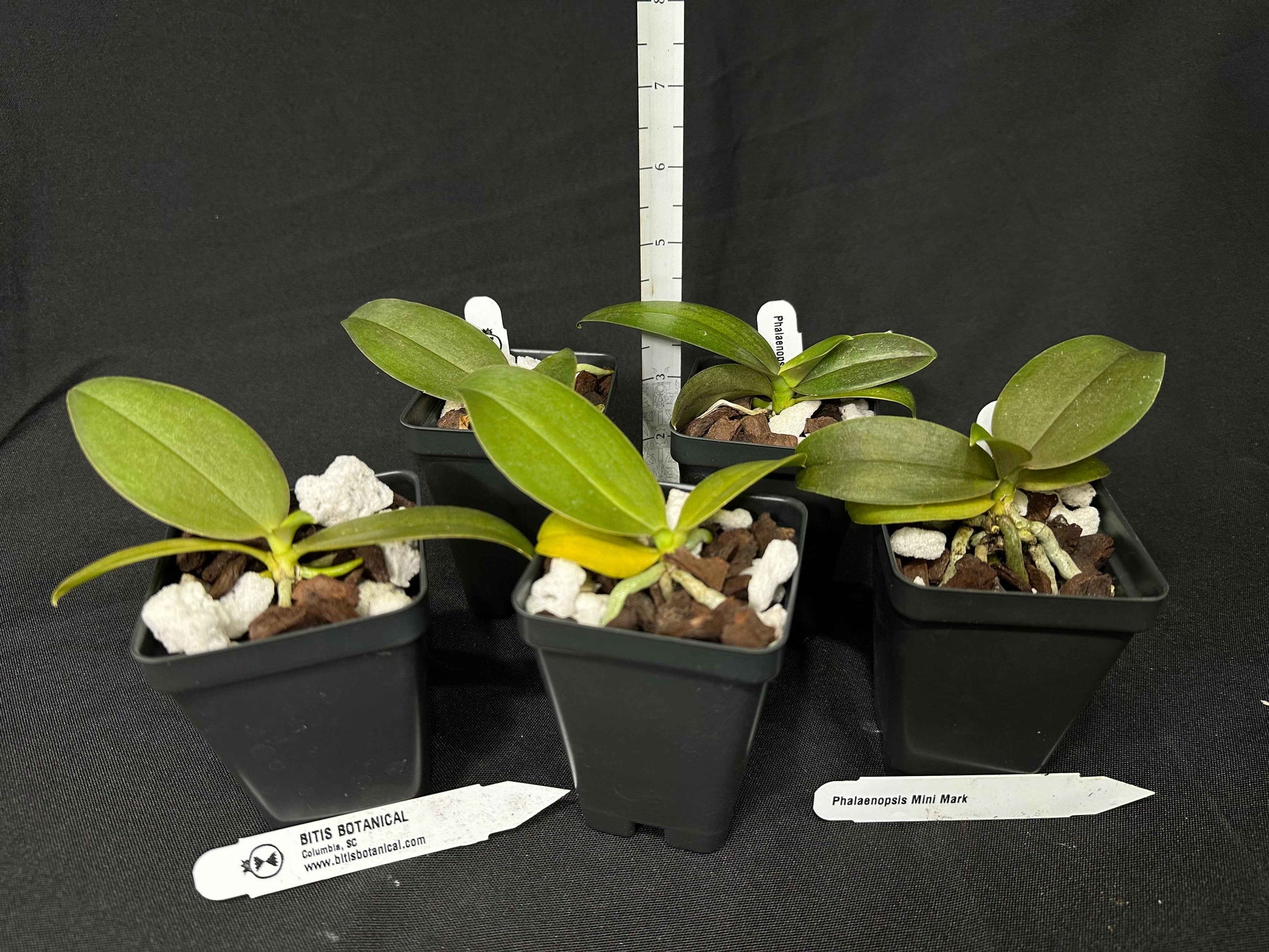 Phalaenopsis Mini Mark