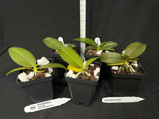 Phalaenopsis Mini Mark