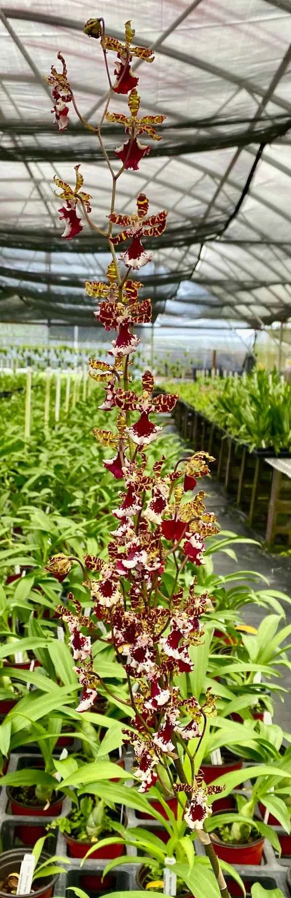 Odontocidium Everglades Elegance 'Nancy Lee' HCC/AOS