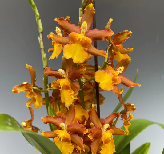 Oncostele Catatante 'Sun King'