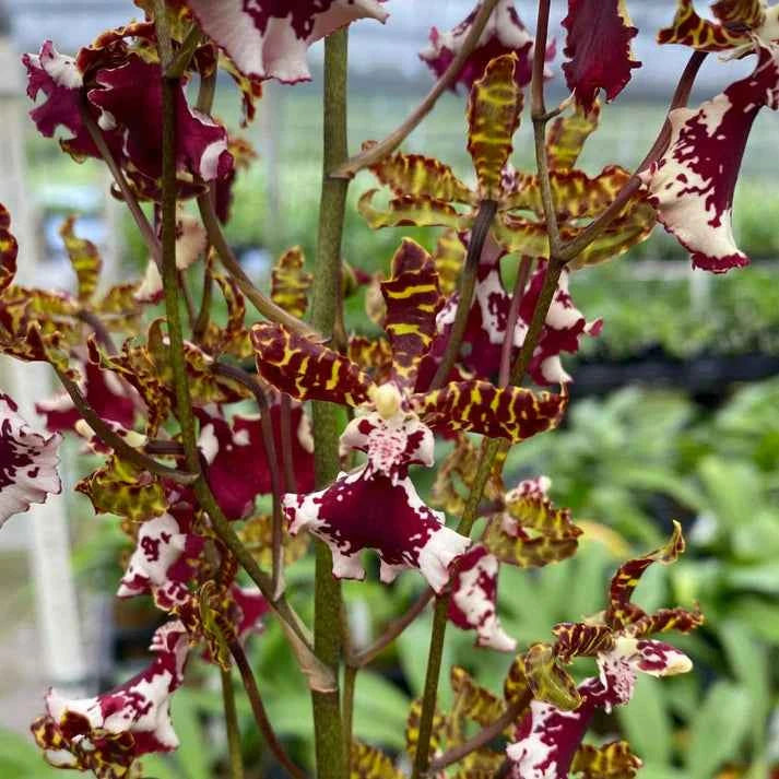 Odontocidium Everglades Elegance 'Nancy Lee' HCC/AOS
