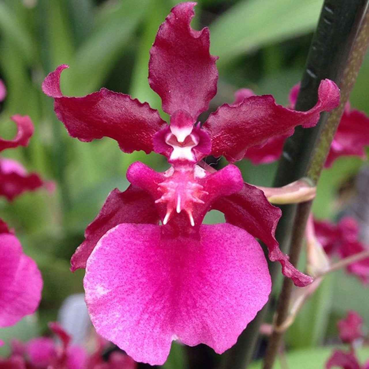 Oncidium Sharry Baby 'Red Fantasy'
