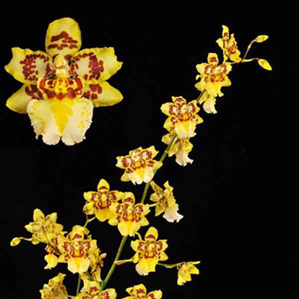 Odontocidium Parquet 'Uptown Girl'